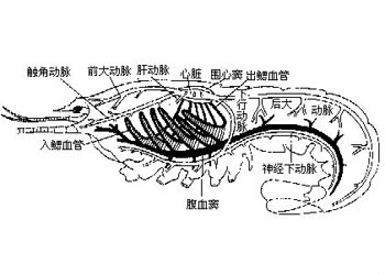 軟甲類都有循環系統，也屬開放式