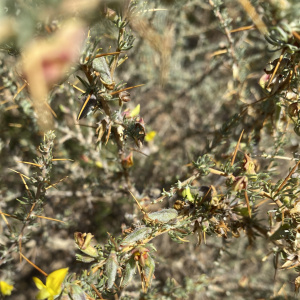 Aspalathus acanthophylla
