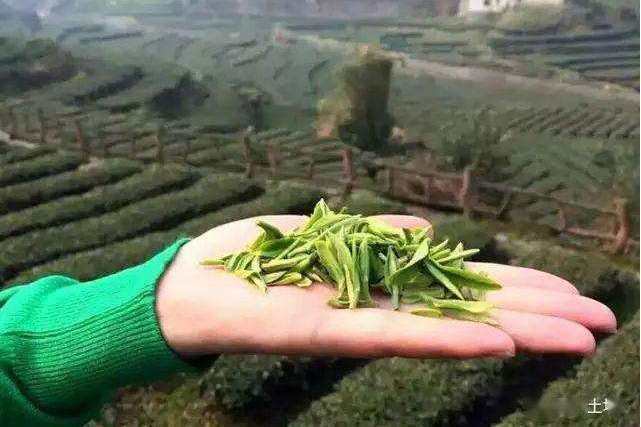 曲溪綠茶 曲溪綠茶