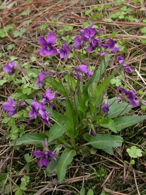紫花地丁(中藥)