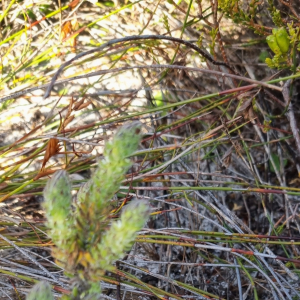 Anthospermum bergianum