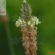 長葉車前 長葉車前