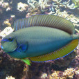 絲尾鼻魚 絲尾鼻魚