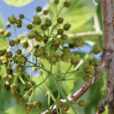 山桐子(植物)
