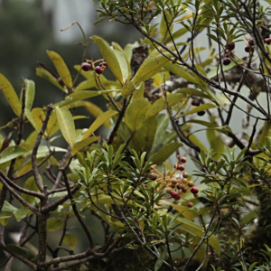 Tapeinosperma robustum