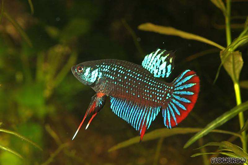 新月搏魚 新月搏魚