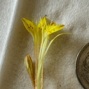 Pistorinia breviflora
