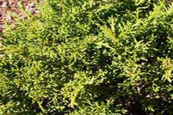 Chamaecyparis pisifera \x27Squarrosa Intermedia\x27 Chamaecyparis pisifera \x27Squarrosa Intermedia\x27