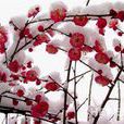 梅花陳毅