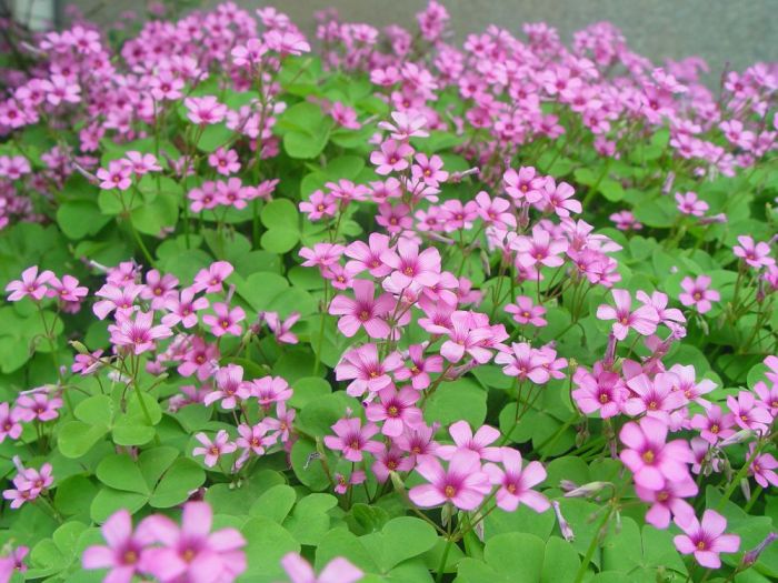 紅花酢漿草(牻牛兒苗目酢漿草科植物)