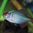 鰟鮍(鰟鮍魚)