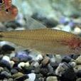 紅鼻魚 紅鼻魚