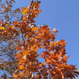北美紅櫟(紅槲櫟) 北美紅櫟(紅槲櫟)