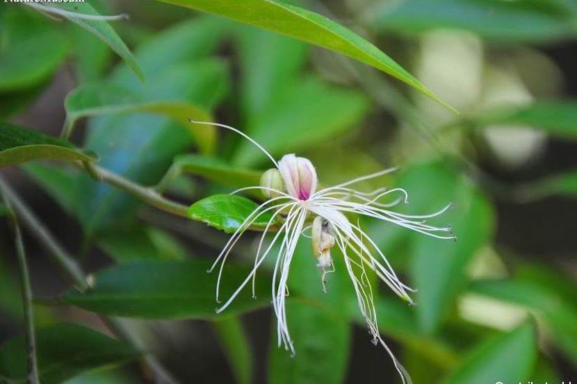 野香櫞花(山柑科山柑屬植物) 野香櫞花(山柑科山柑屬植物)