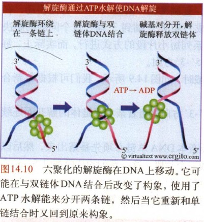DNA解旋