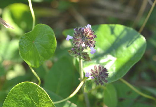 多頭風輪菜(小益母草) 多頭風輪菜(小益母草)