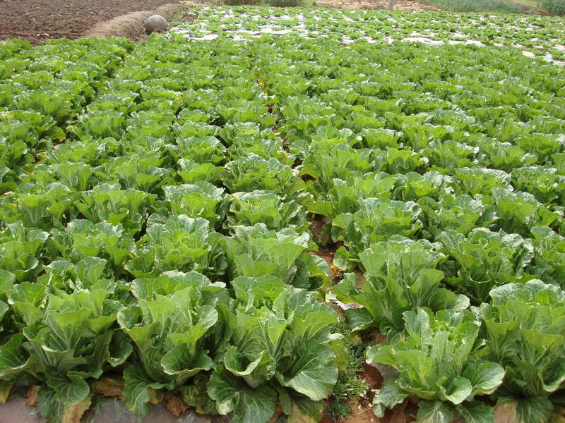 下綺羅自然村蔬菜種植業