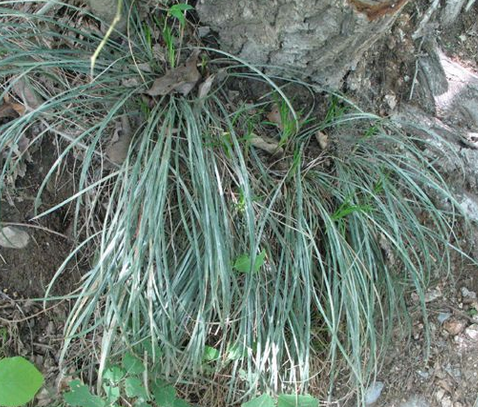 披針薹草 披針薹草