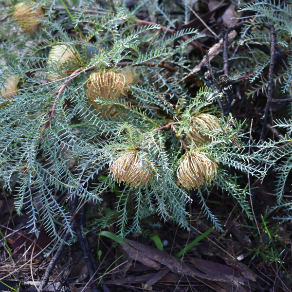 Banksia fraseri