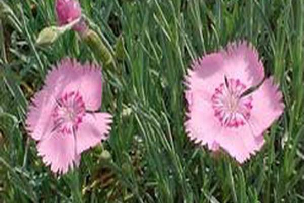 Dianthus \x27Prairie Pink\x27