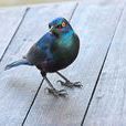 楔尾麗椋鳥 楔尾麗椋鳥