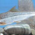 台灣鏟頜魚 台灣鏟頜魚