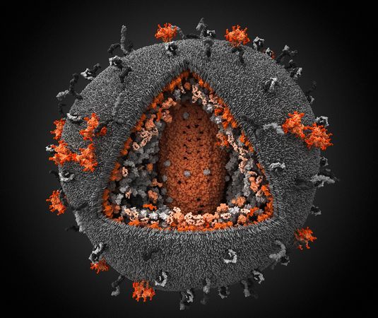 人類免疫缺陷病毒(HIV)