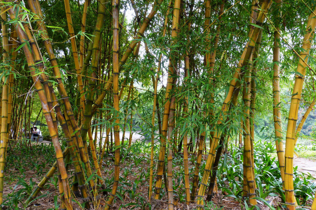 黃金竹(禾本科巴山木竹屬植物) 黃金竹(禾本科巴山木竹屬植物)