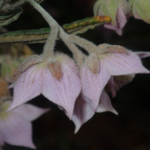 Guichenotia intermedia