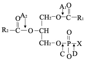 磷脂酶