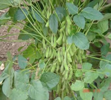 通豆3號 通豆3號