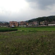 樟洞村 樟洞村