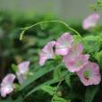 田旋花(箭葉旋花) 田旋花(箭葉旋花)