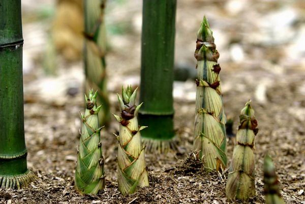 荔波吊竹 荔波吊竹