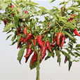 英潮紅4號 英潮紅4號