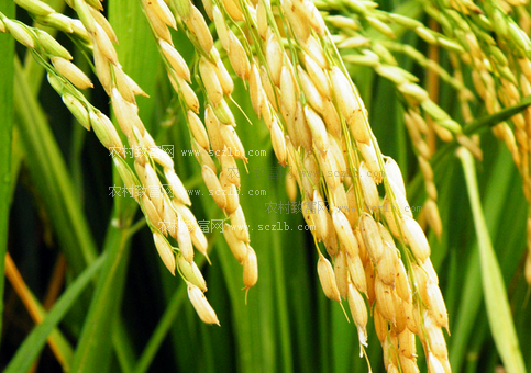 科紅IIA(水稻品名) 科紅IIA(水稻品名)