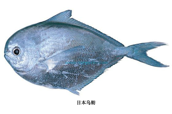 日本烏魴 日本烏魴