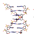 B型DNA