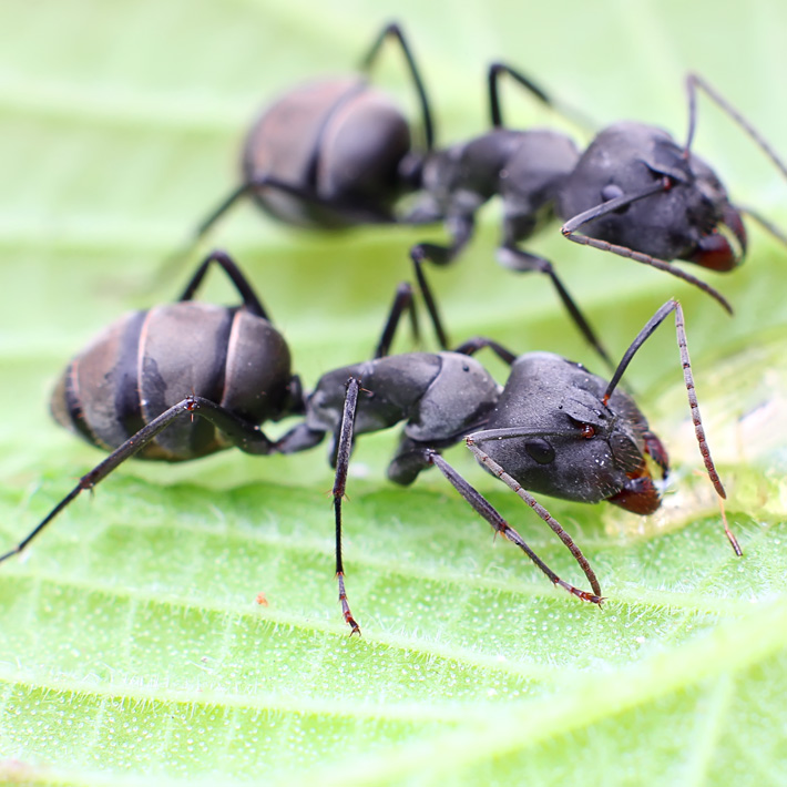 巴瑞弓背蟻（Camponotus dolendus）的工蟻正在取食