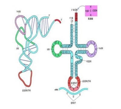 RNA結構
