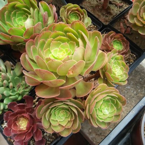 萬聖節(景天科蓮花掌屬多肉植物) 萬聖節(景天科蓮花掌屬多肉植物)