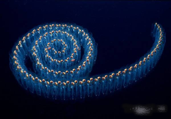 繁殖期成群存在的樽海鞘