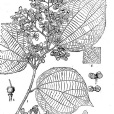 一擔柴 一擔柴
