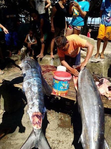 刺青大魚 刺青大魚
