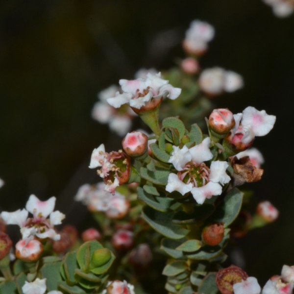 Ericomyrtus serpyllifolia