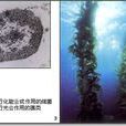 自養生物 自養生物