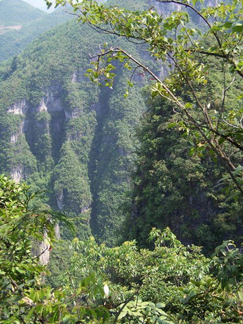京竹石筍道 京竹石筍道