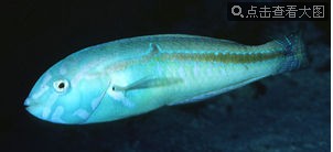 塞隆海豬魚