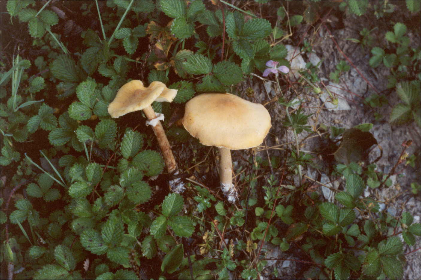 夏生蘑菇