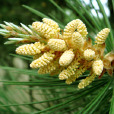 松花色 松花色
